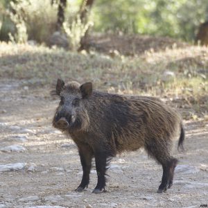 Lee más sobre el artículo El Jabalí en España: Características, Edad y Gestión Cinegética en Fincas como Nogalhondo