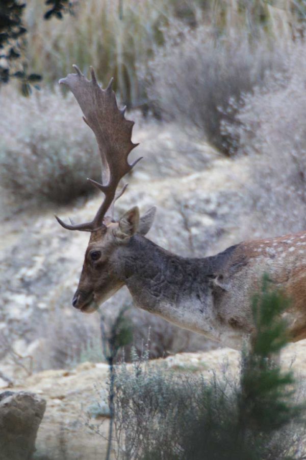 Macho gamo adulto en plena sabia, finca Nogalhondo, Sierra de Cazorla (Jaén). Trofeo de calidad CIC para caza mayor en Andalucía, España.